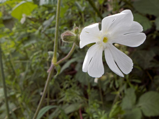 Obraz na płótnie Canvas Die Weiße Lichtnelke, Silene latifolia alba ist ein Nachtblüher. Die Blüten öffnen sich erst gegen Abend vollständig, dann beginnen sie zu duften. Bestäuber sind Nachtschmetterlinge.