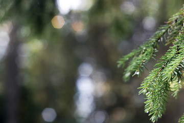 Summer background. Fir tree branch with dew drops on a blurred background of sunlight