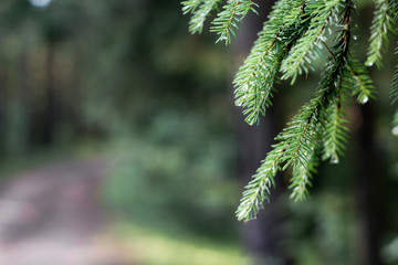 Summer background. Fir tree branch with dew drops on a blurred background of sunlight