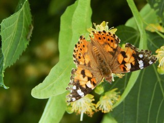 Blooming linden and butterflies on it