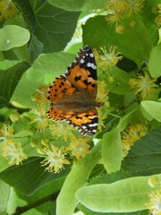 Blooming linden and butterflies on it