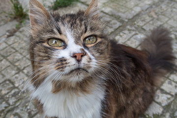 Fototapeta na wymiar Portrait of cat with green eyes