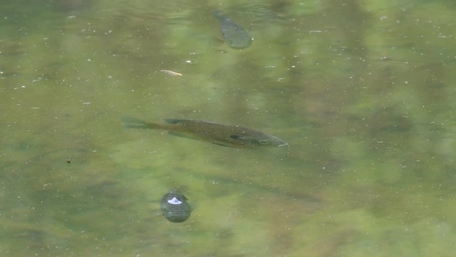 fish in pond