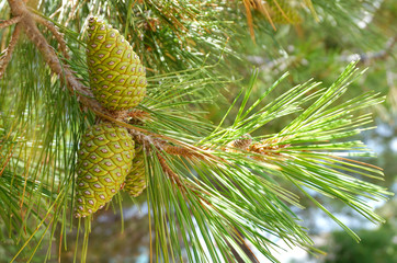 Green pine cones on a branch of pine tree with the sun rays that pass through