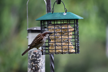 bird on a feeder