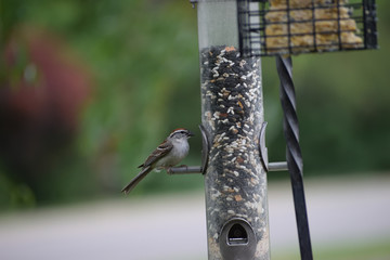 Bird on a feeder