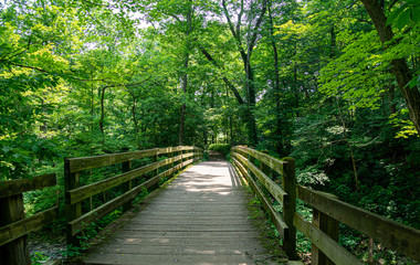 Obraz premium wooden bridge in forest