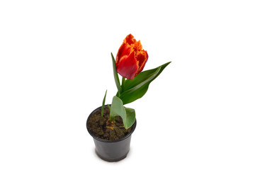Tulip in a pot isolated on white background.