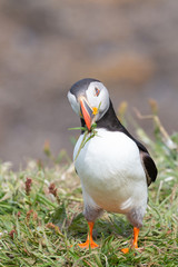 Curious Puffin carrying grass on Lunga Treshnish isles in Scotland