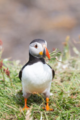 Puffin with grass in beak on Lunga Treshnish isles in Scotland
