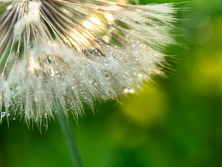 Dew drops on a dandelion close up. Nature background