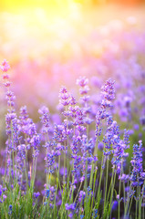 Lavender field during flowering at sunset.
