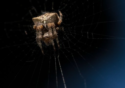 This macro image capture shows an interesting looking brown spider in the center of it's spider web.