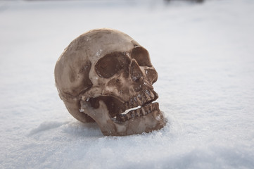  skull covered with snow and ice.  human skull. buried human remains