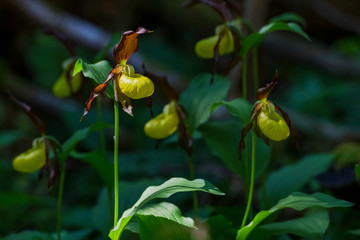 Rare Ladys slipper orchid in its natural habitat in the forests of Roslagen