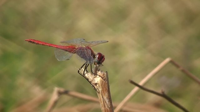 The dragonfly Vagrant darter (Sympetrum vulgatum) eats the caught insect.