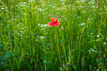 Red Poppies in the fields