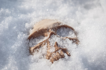  skull covered with snow and ice.  human skull. buried human remains