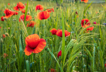 Red Poppies in the fields