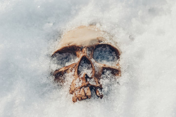  skull covered with snow and ice.  human skull. buried human remains