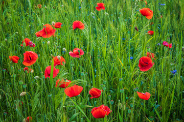 Fototapeta na wymiar Red Poppies in the fields