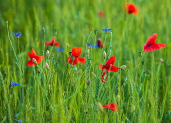 Red Poppies in the fields