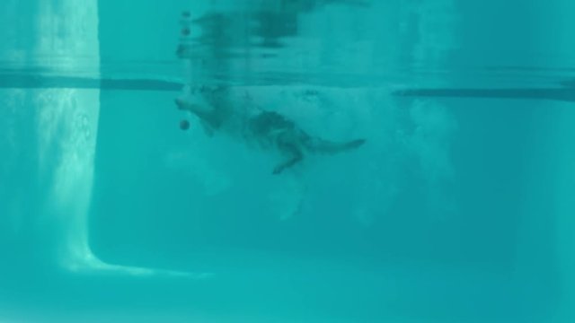 happy dog jumping in swimming pool underwater view playing game fetching toy ball golden retriever playfully enjoying summer cute furry canine having fun splashing 4k