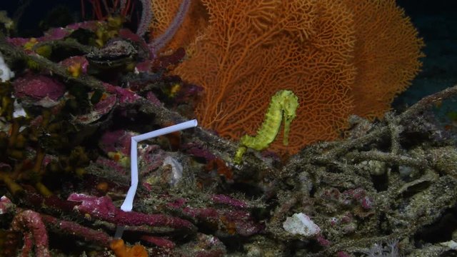 Plastic straw floating and polluting tropical coral reef