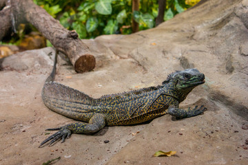 Big colorful lizard on the rock.