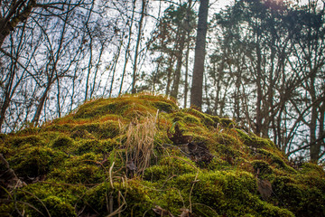 Close up of mossy hill in wooded area.