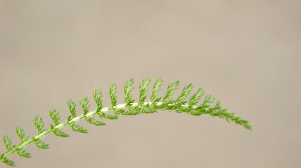 nature closeup fresh green fern leaf on Sunny day