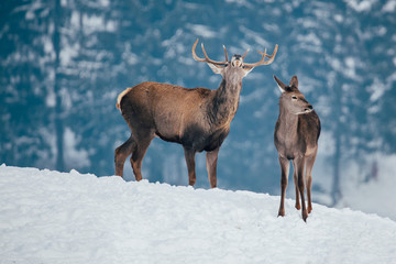 Naklejka na ściany i meble Deer in beautiful winter landscape