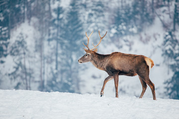 Deer in beautiful winter landscape