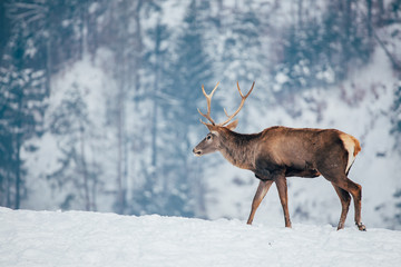 Deer in beautiful winter landscape