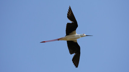 Obraz premium Black-winged Stilt Himantopus himantopus Flying