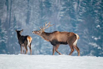 Deer in beautiful winter landscape