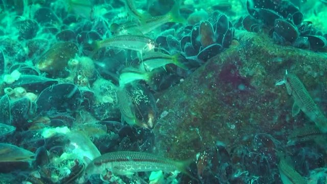 Ecological problem: marine fish Red mullet (Mullus barbatus) eating Sea fungi in the fish-kill zone.