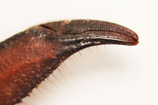 Scorpion is a detachment of arthropods from the class Arachnida. view chela, macro. white background.