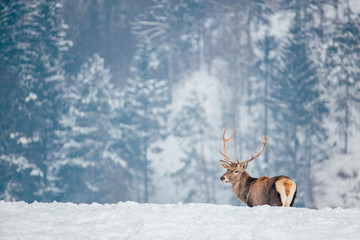 Deer in beautiful winter landscape