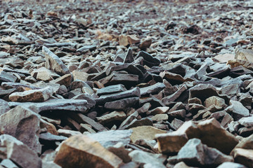 Stone and rumble with fossil leaves on the way to Longyear glacier. Svalbard, Norway