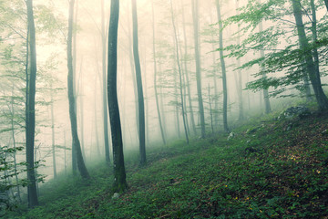 Morning foggy green beech trees forest landscape.