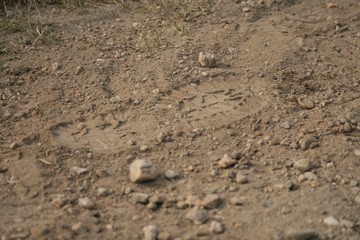 Fototapeta na wymiar tire tracks in the sand