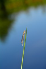 Common damselfly  , female, on a blade of grass in front of a lake