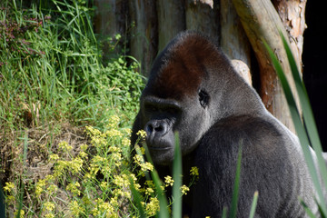 Gorilla male zoo