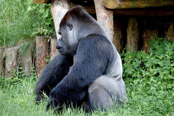 Gorilla male zoo