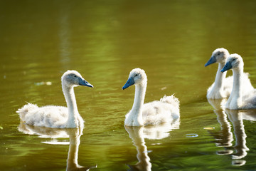 Obraz premium A family of swans swims on the lake