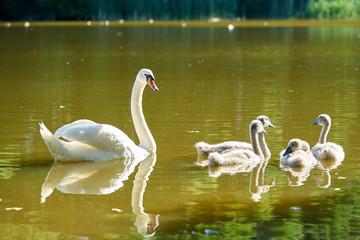 A family of swans swims on the lake