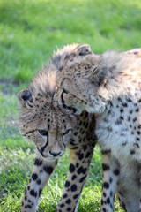 Young cheetah wild animal