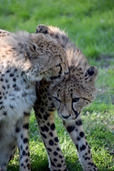 Young cheetah wild animal
