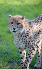 Young cheetah wild animal